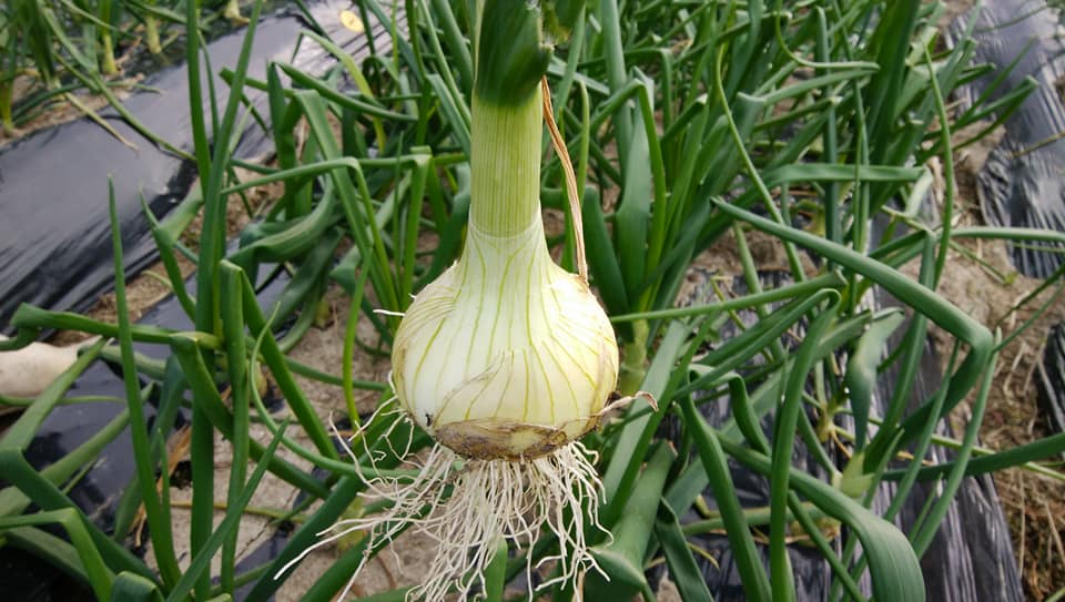 新たまねぎの先行予約が始まりました！