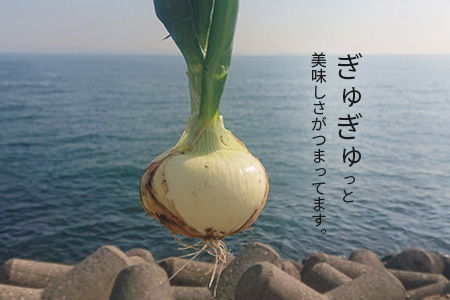 淡路たまねぎ　極早生たまねぎ